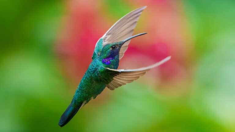 Hummingbird.