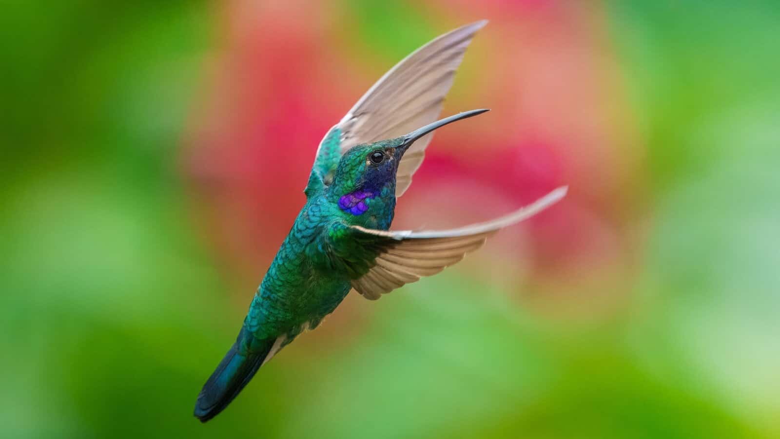 Hummingbird.