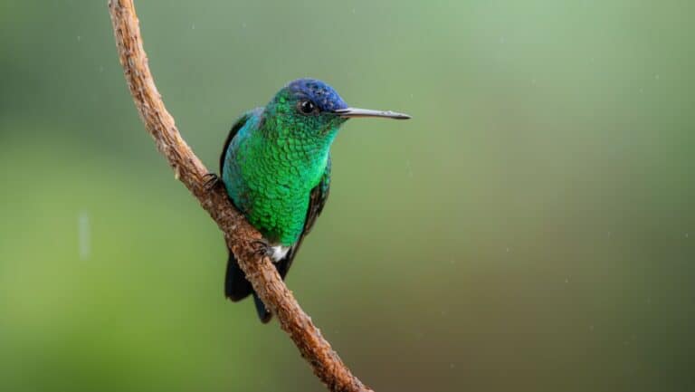 Hummingbird.