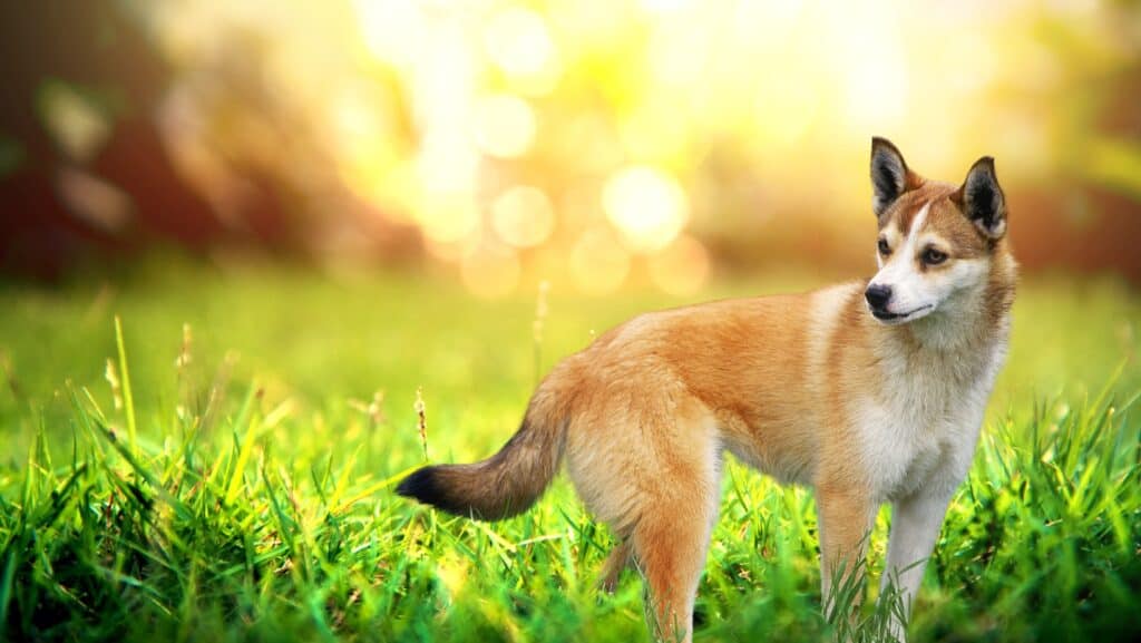 Lundehund.