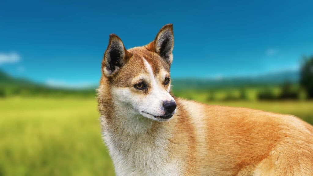 Lundehund.