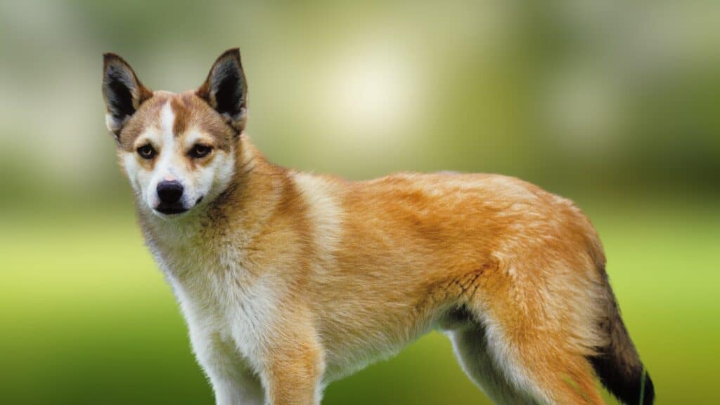 Lundehund.