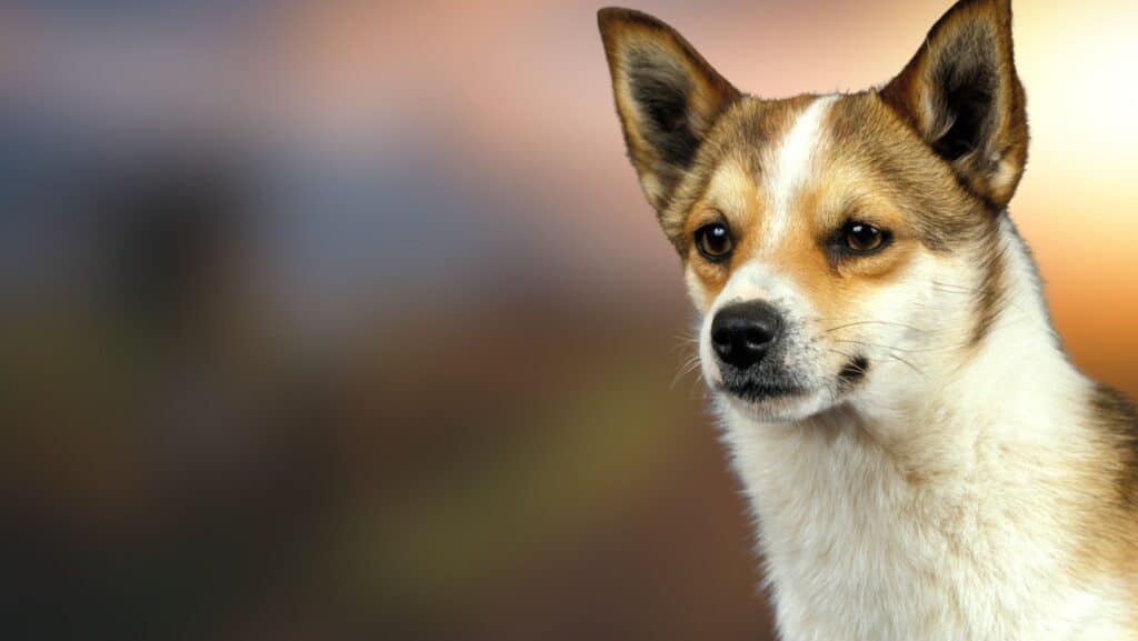 Lundehund.