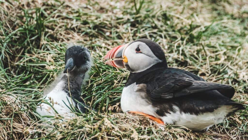 Puffin.