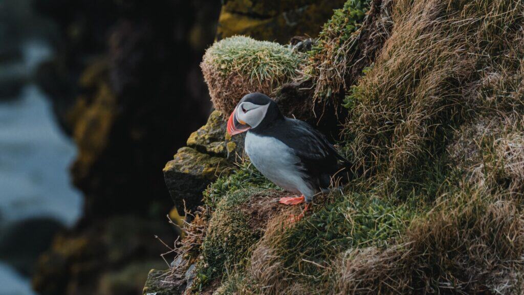 Puffin.