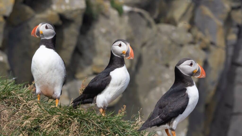 Puffins.
