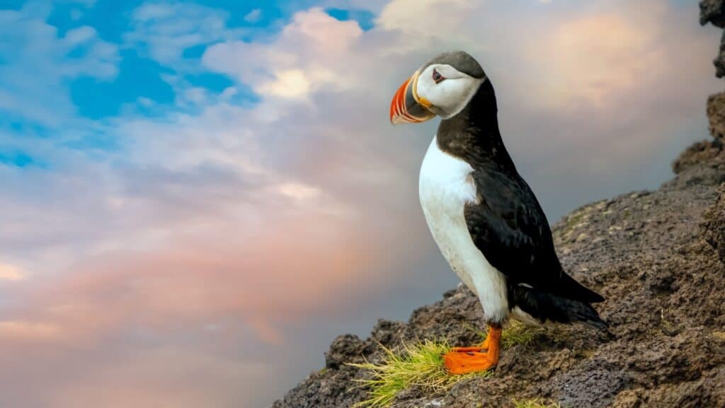 Puffins.