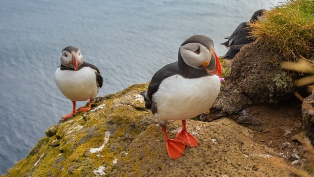 Puffins.