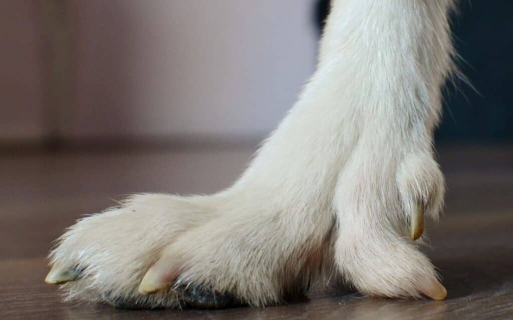 Lundehund toes.