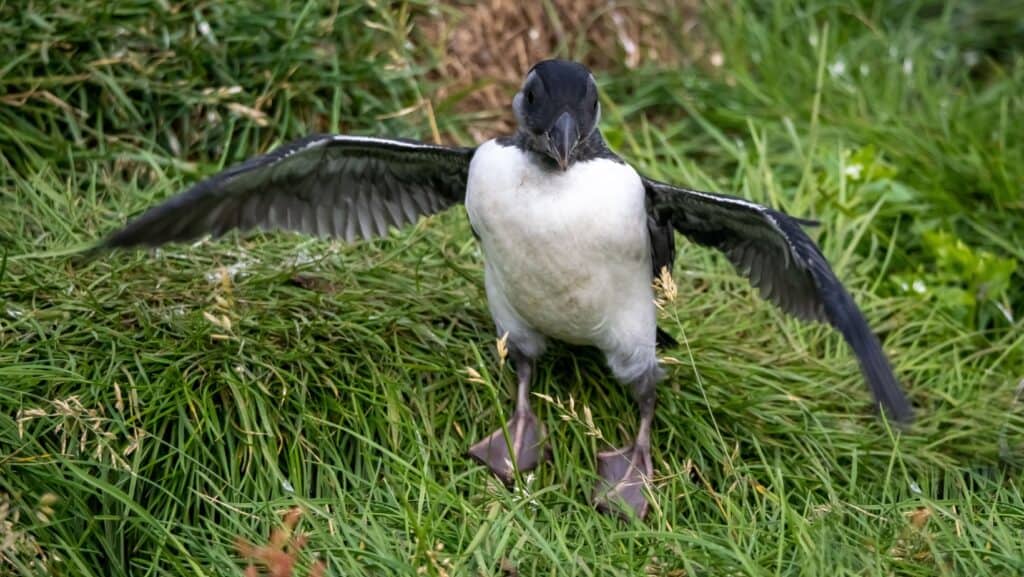 baby puffin. Puffling.