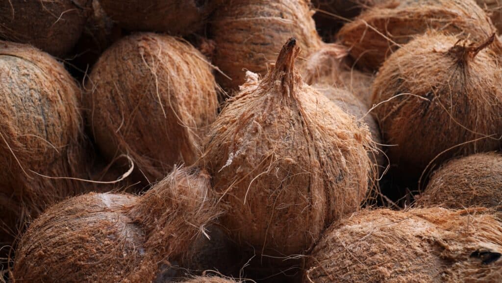 coconuts.