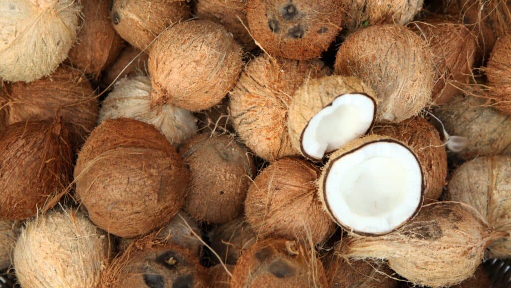 coconuts.