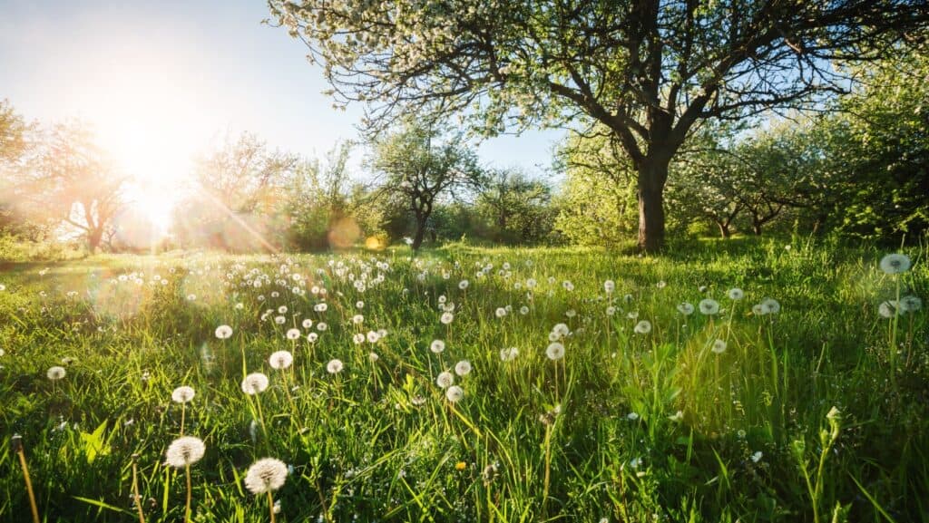 dandelion.