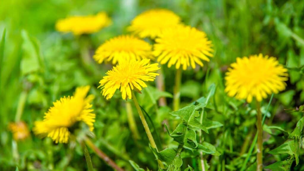 dandelion.