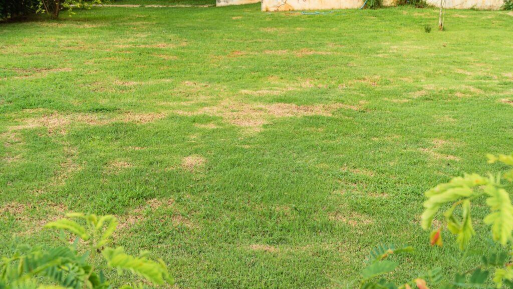 lawn.
