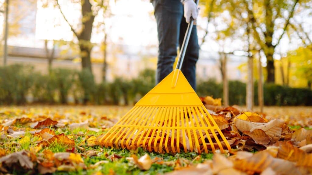 raking leaves.