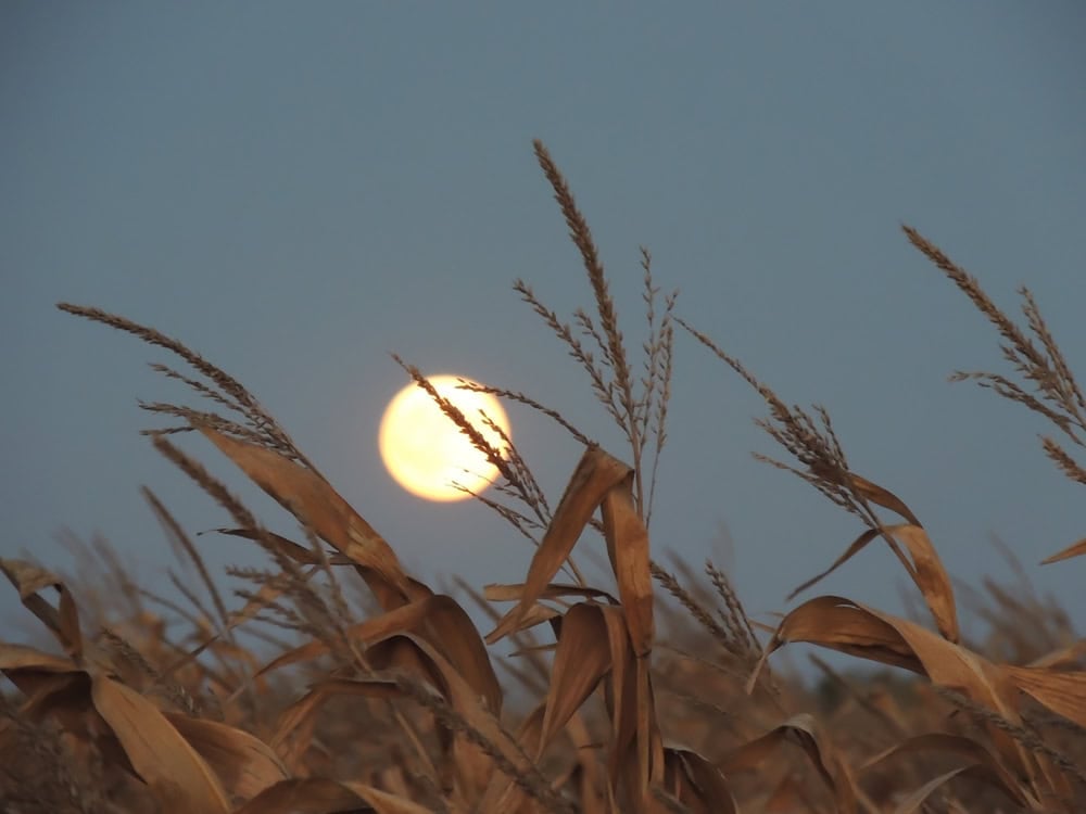 Moon,Over,Cornfield