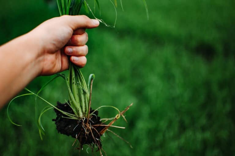 A,Hand,Holding,A,Clump,Of,Fresh,Grass,Above,A