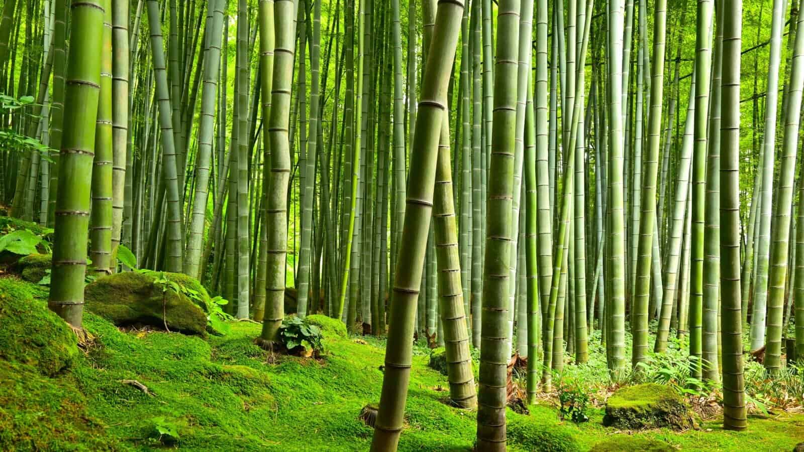 Bamboo.