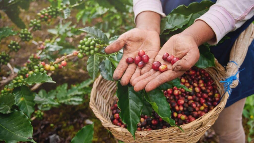Coffee berries growing.