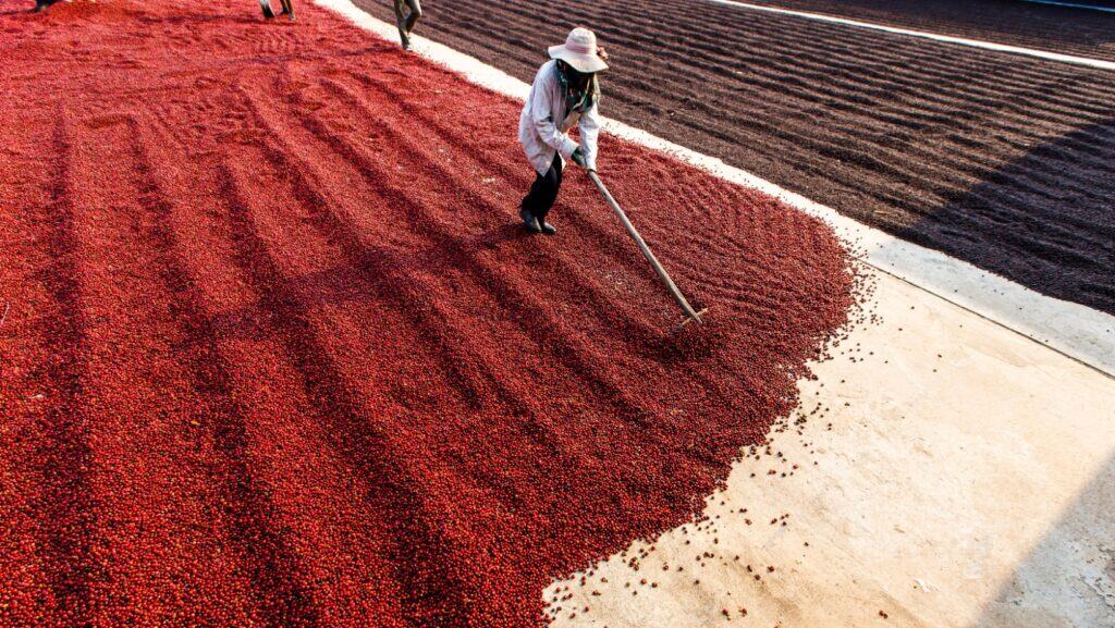 Drying coffee beans in sun.