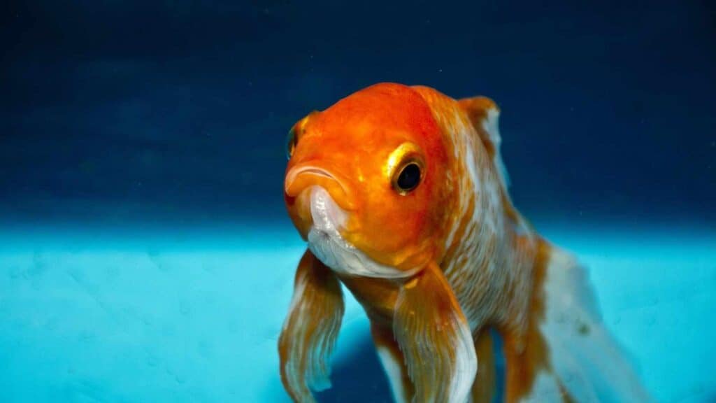 Goldfish have a three-second memory