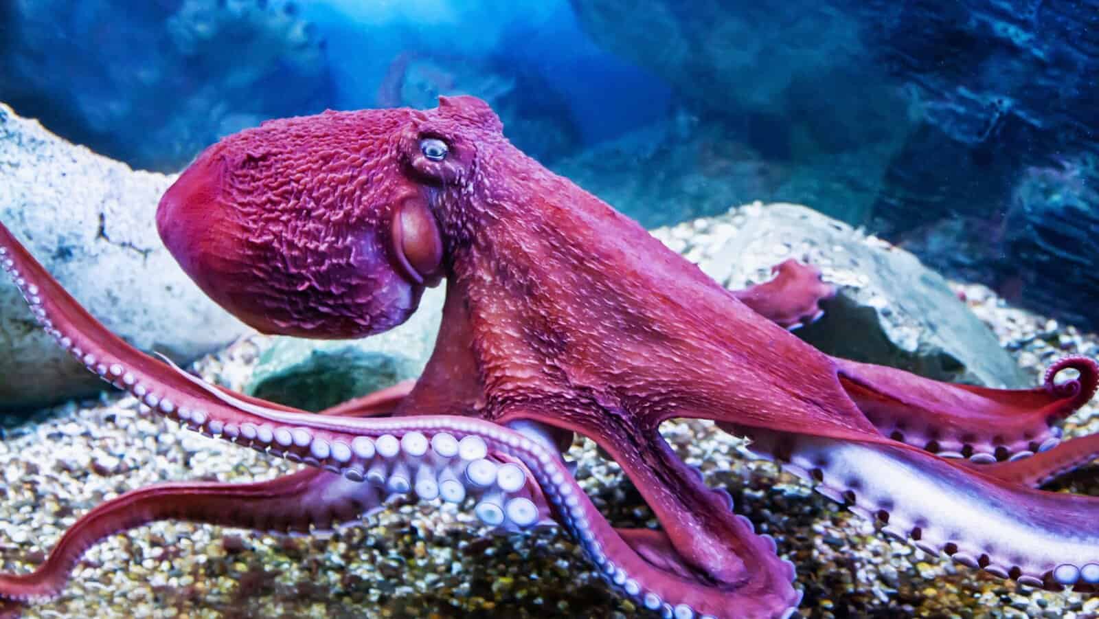 Octopus.
