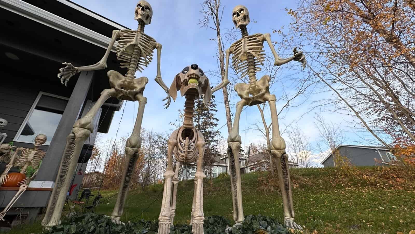 Skelly. 12 foot skeleton.