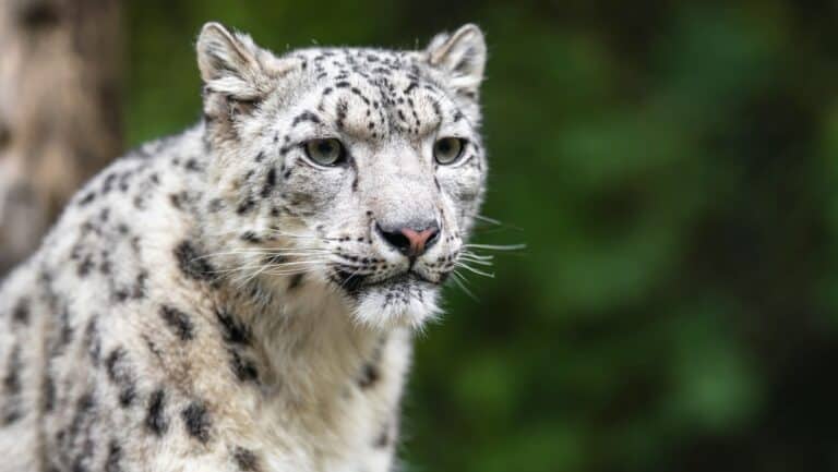 Snow Leopard.