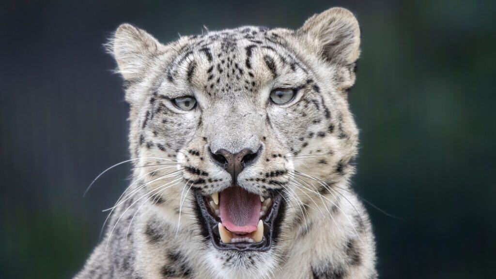 Snow leopard. 