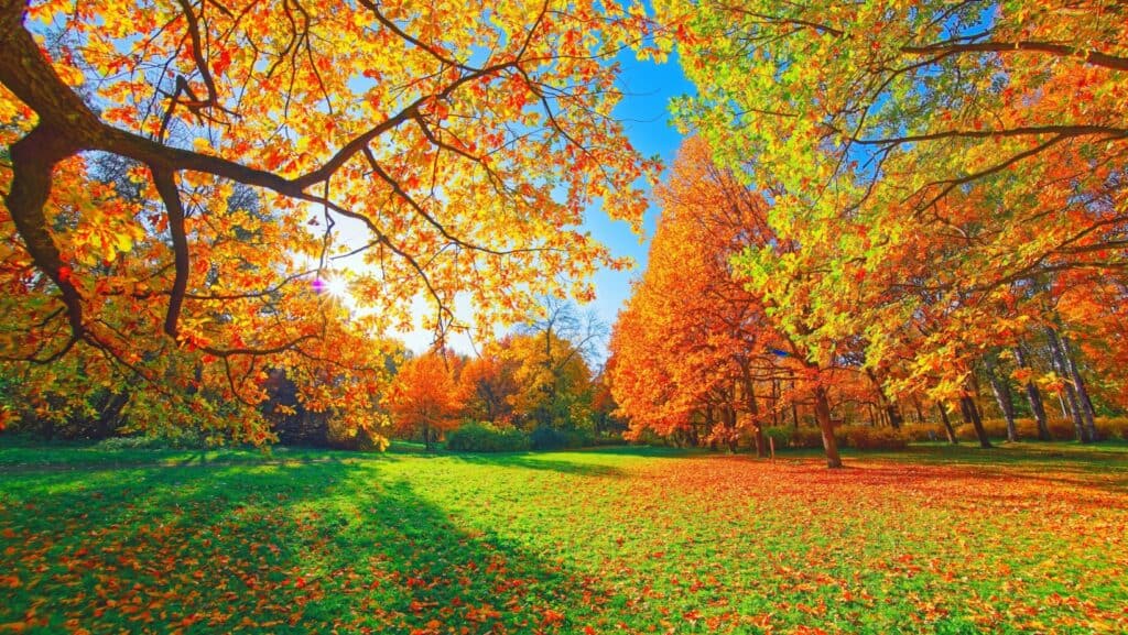 foliage.