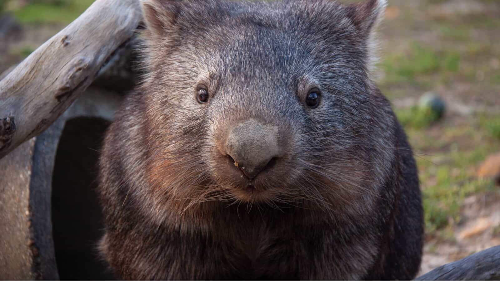 wombat.