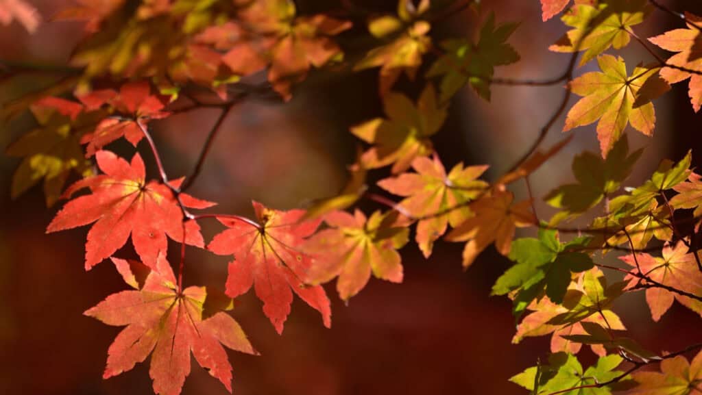Autumn Leaves.