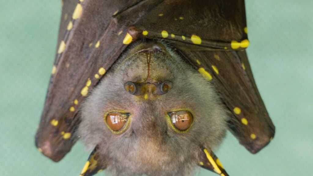 Bat staring into camera.