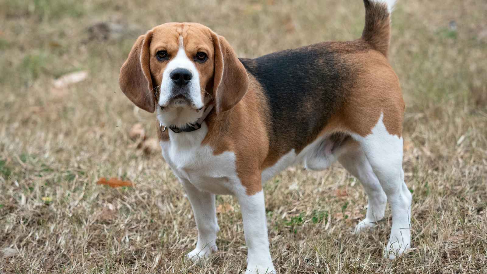 Beagle