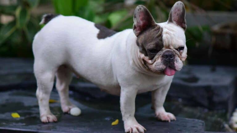 11 dog breeds with the shortest lifespans