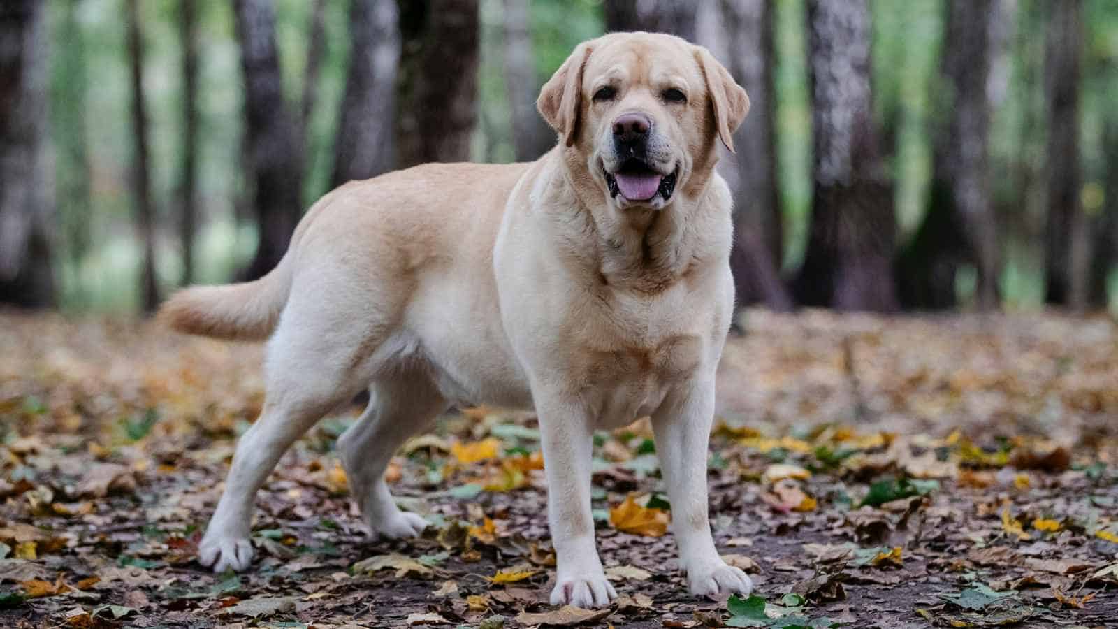 labrador