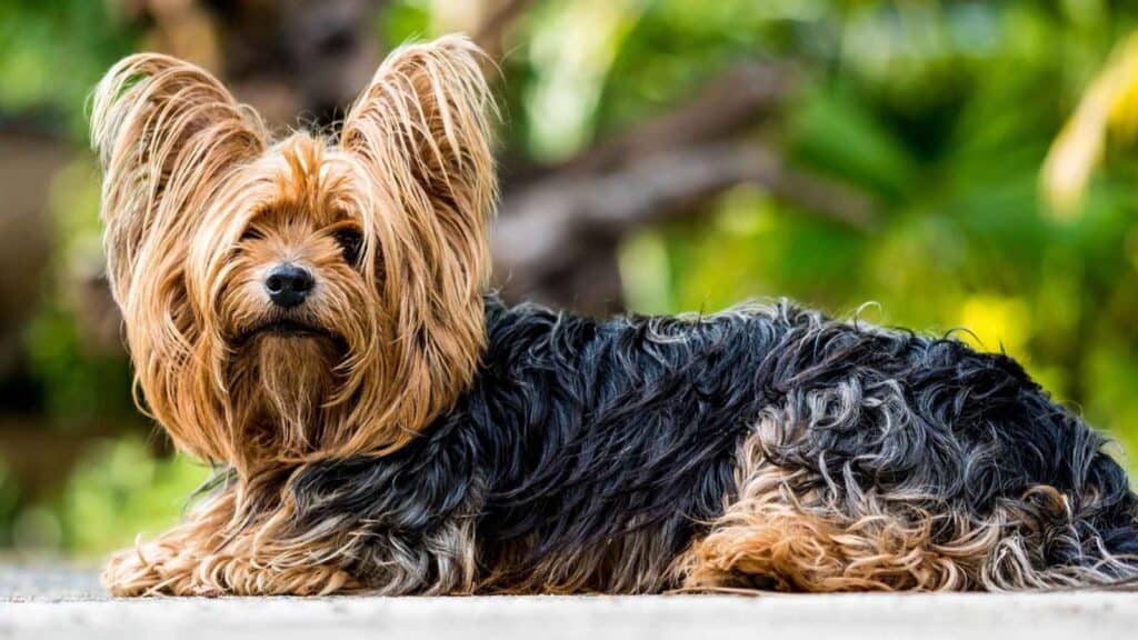 12 Dog Breeds Most Loved by Women