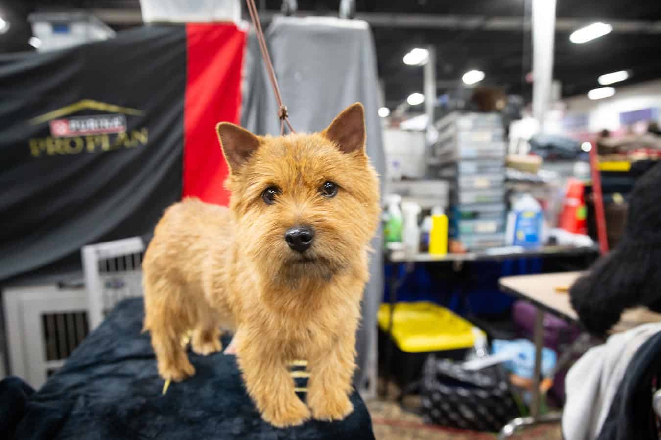 Norwich Terrier at the National Dog Show.