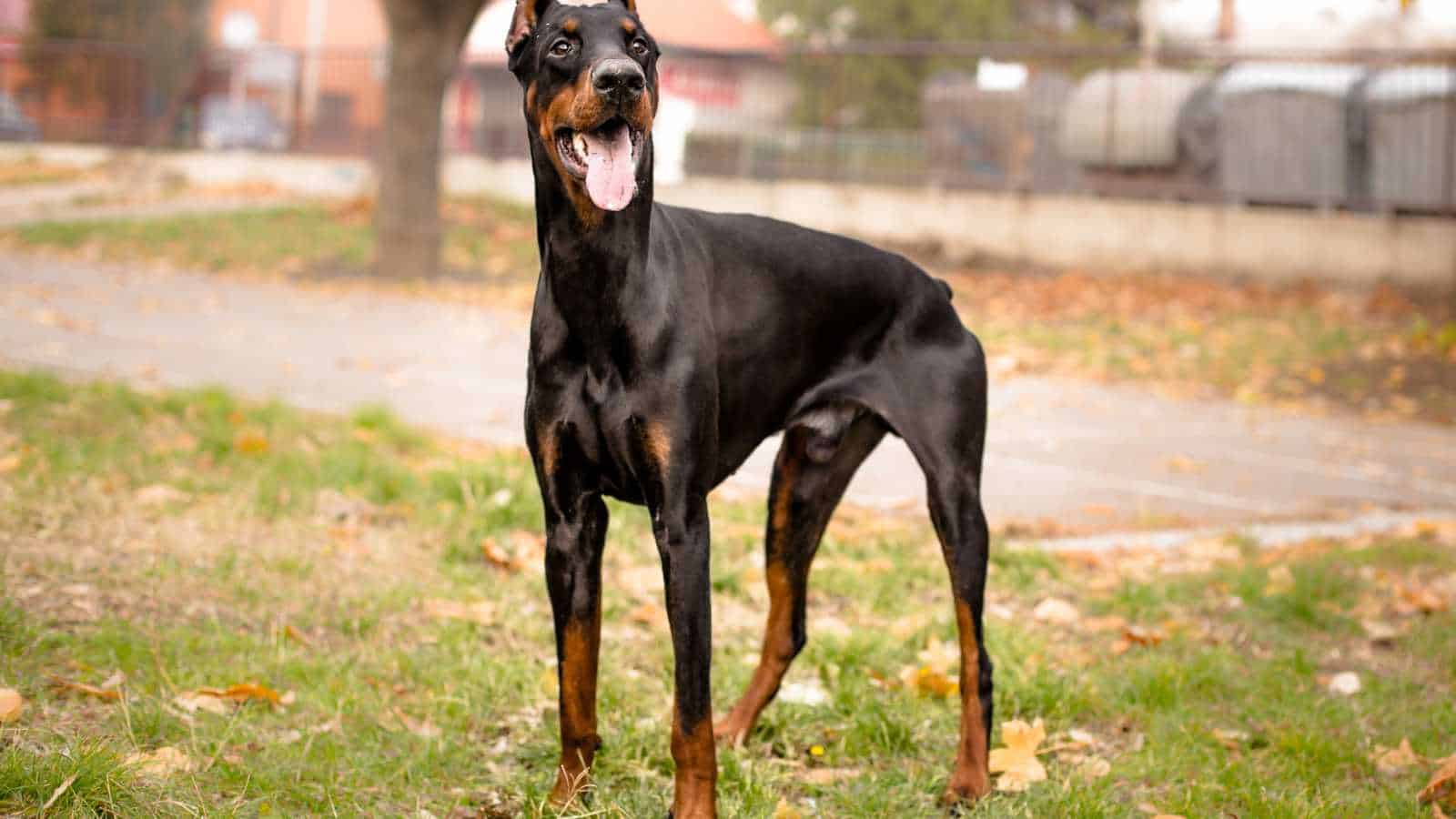 dOBERMAN