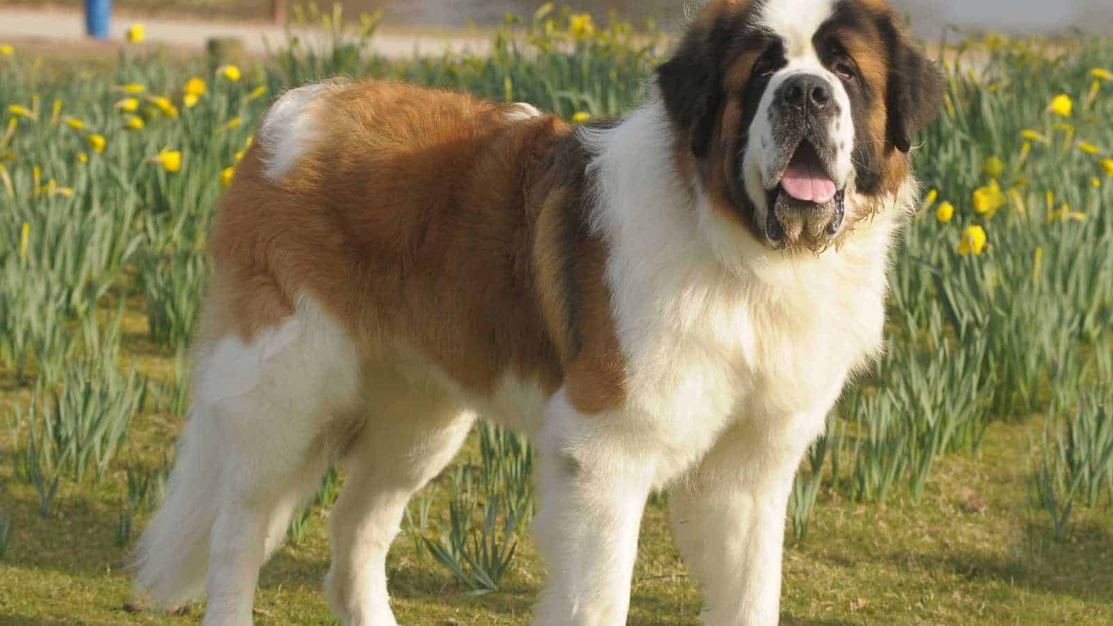 SAINT BERNARD