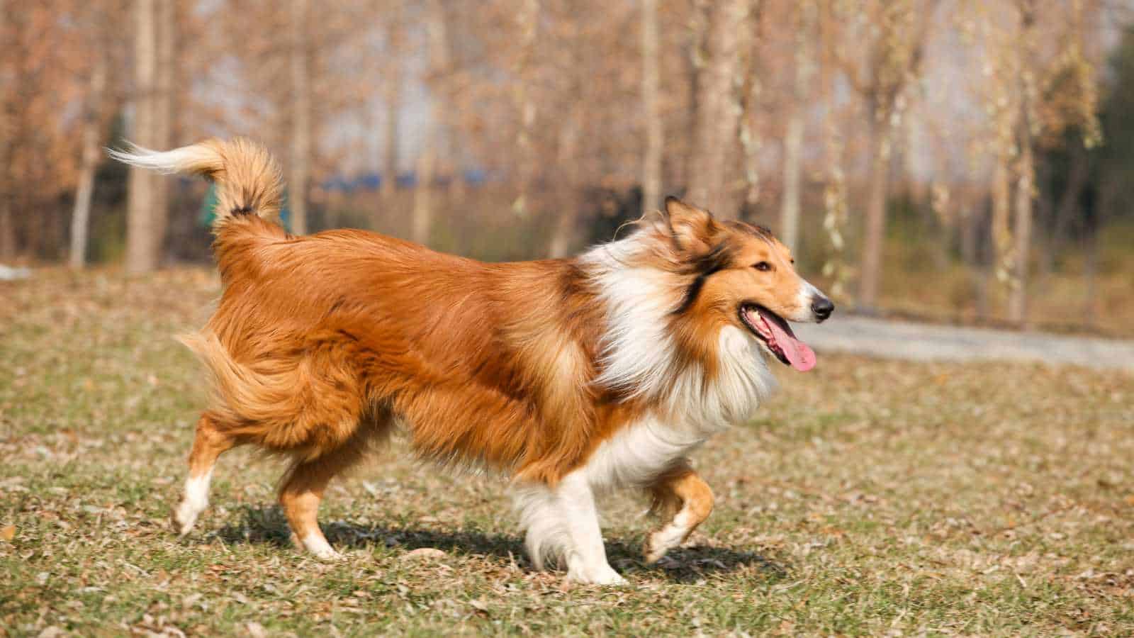 Rough collie