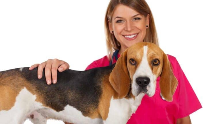 12 Dog Breeds Renowned for Their Unwavering Loyalty