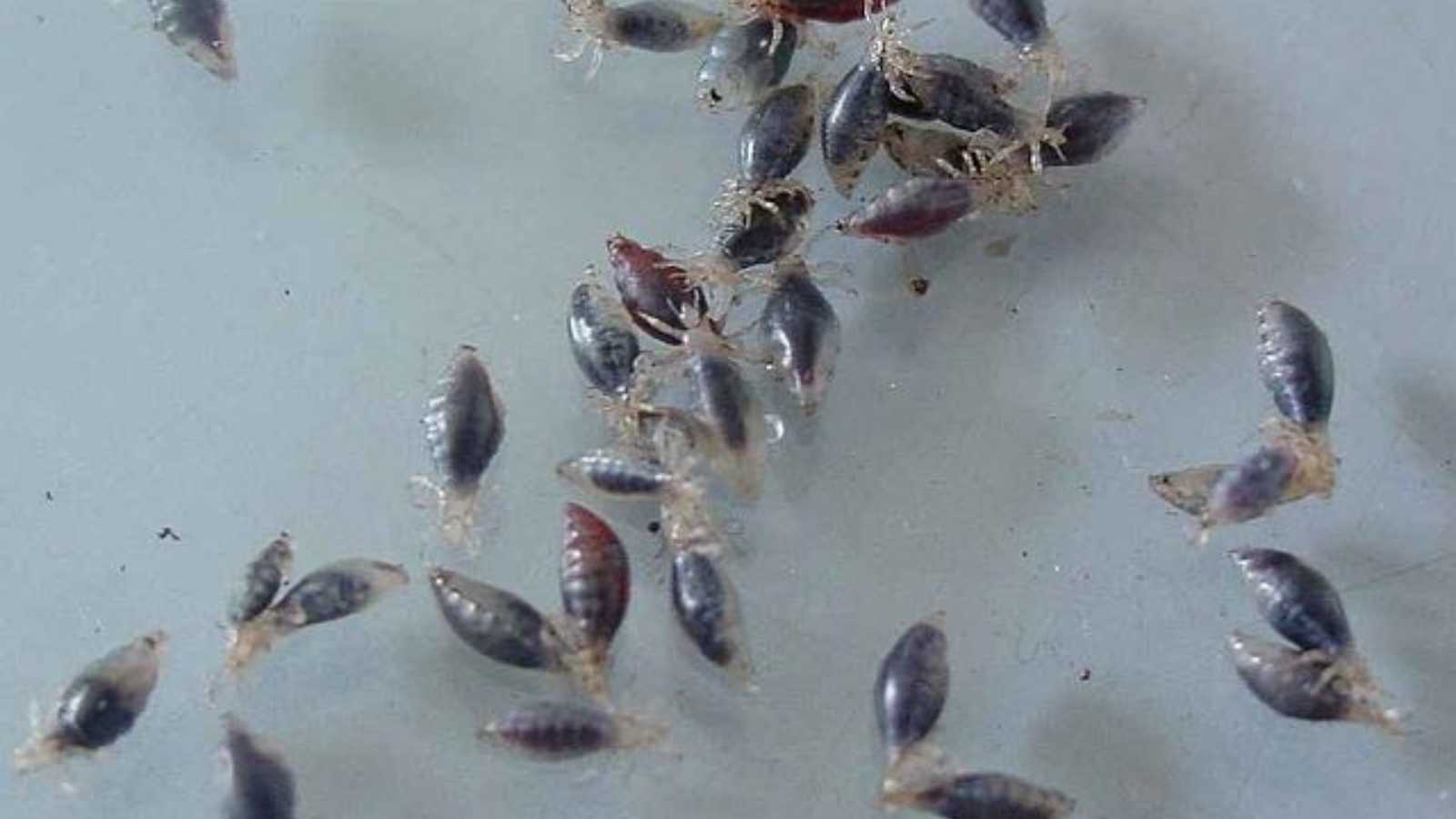 disgusting habits from the Old West that were actually considered normal