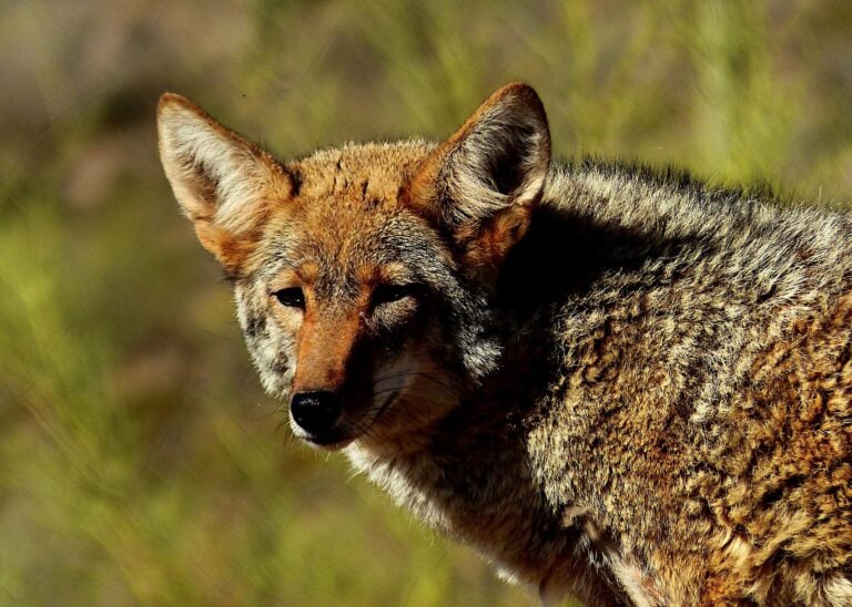 What to do if you spot a coyote in your yard