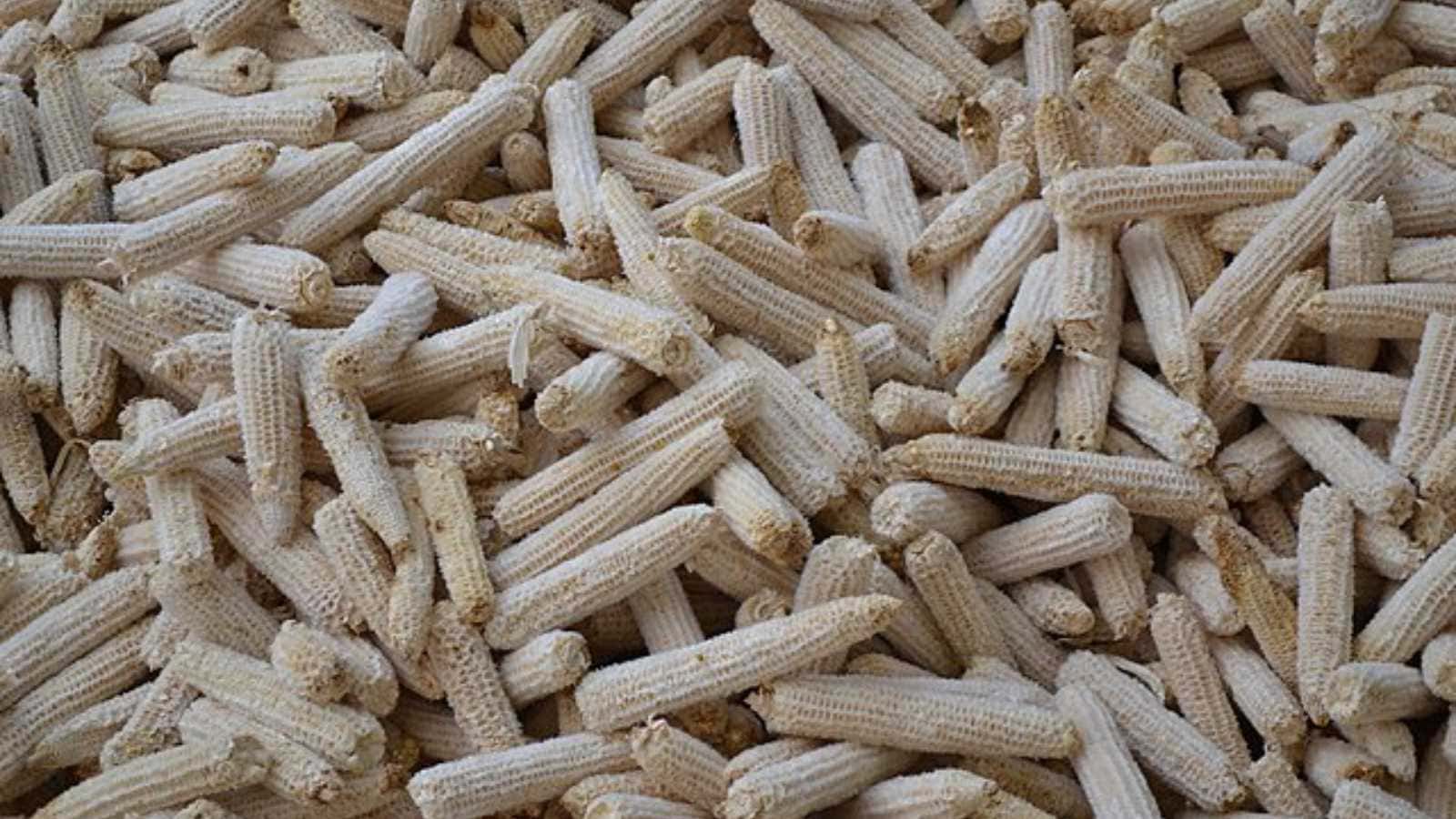 disgusting habits from the Old West that were actually considered normal