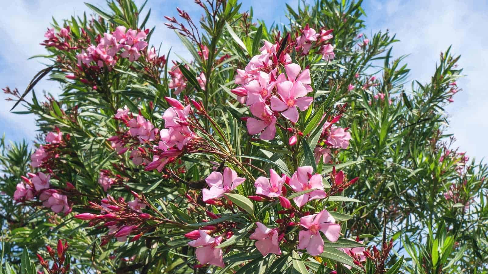 Oleander