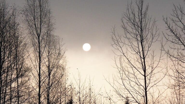 The moon looks silvery through the bare trees. nurtureoneslife7 via 123rf.