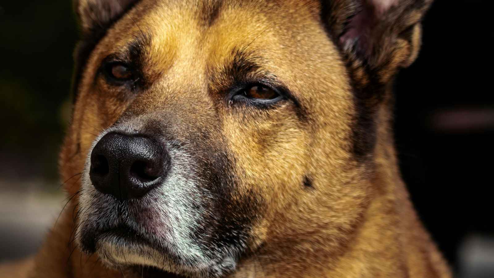 Dog Breeds That May Pose Risks to Their Owners