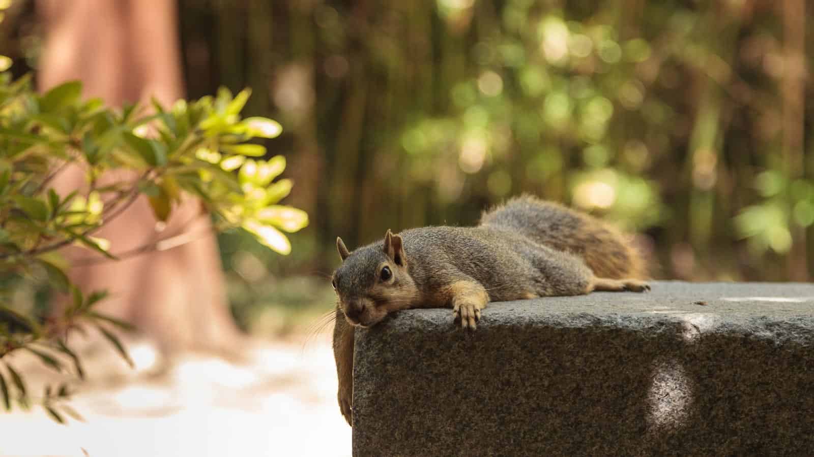 Lazy squirrel. steffstarr via 123rf.